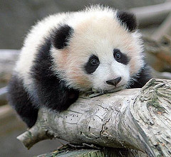 This Panda Doesn't Do SEO